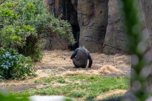 Gorilla enclosure - Captured at Melbourne Zoo, Parkville VIC Australia.