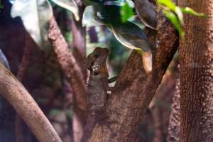 Reptile house - Captured at Melbourne Zoo, Parkville VIC Australia.