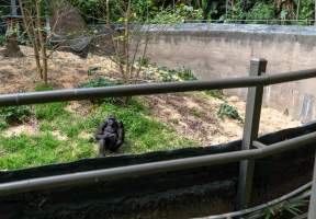 Gorilla enclosure - Captured at Melbourne Zoo, Parkville VIC Australia.
