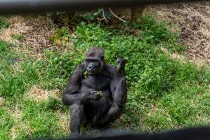 Gorilla enclosure - Captured at Melbourne Zoo, Parkville VIC Australia.