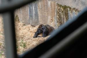 Gorilla enclosure - Captured at Melbourne Zoo, Parkville VIC Australia.