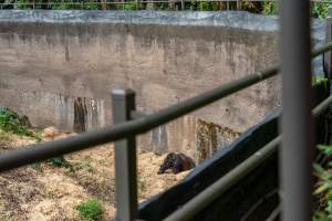 Gorilla enclosure - Captured at Melbourne Zoo, Parkville VIC Australia.