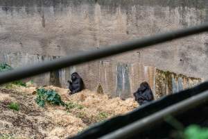 Gorilla enclosure - Captured at Melbourne Zoo, Parkville VIC Australia.