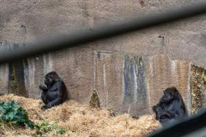 Gorilla enclosure - Captured at Melbourne Zoo, Parkville VIC Australia.