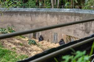 Gorilla enclosure - Captured at Melbourne Zoo, Parkville VIC Australia.
