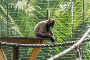Monkeys in enclosure - Captured at Melbourne Zoo, Parkville VIC Australia.