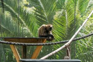 Monkeys in enclosure - Captured at Melbourne Zoo, Parkville VIC Australia.