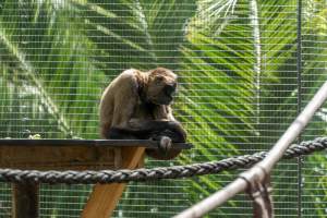 Monkeys in enclosure - Captured at Melbourne Zoo, Parkville VIC Australia.