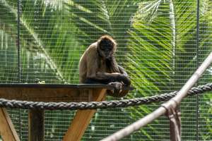 Monkeys in enclosure - Captured at Melbourne Zoo, Parkville VIC Australia.