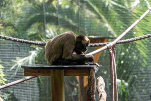 Monkeys in enclosure - Captured at Melbourne Zoo, Parkville VIC Australia.