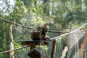 Monkeys in enclosure - Captured at Melbourne Zoo, Parkville VIC Australia.