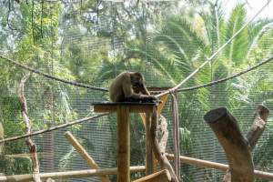 Monkeys in enclosure - Captured at Melbourne Zoo, Parkville VIC Australia.