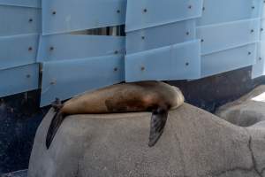 Seal on rock - Captured at Melbourne Zoo, Parkville VIC Australia.