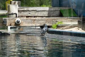 Penguin enclosure - Captured at Melbourne Zoo, Parkville VIC Australia.
