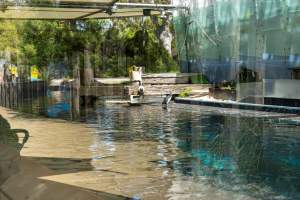 Penguin enclosure - Captured at Melbourne Zoo, Parkville VIC Australia.