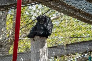 Primate enclosure - Captured at Melbourne Zoo, Parkville VIC Australia.