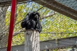 Primate enclosure - Captured at Melbourne Zoo, Parkville VIC Australia.