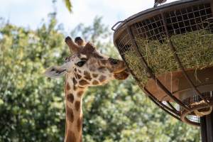 Giraffe eating hay - Captured at Melbourne Zoo, Parkville VIC Australia.