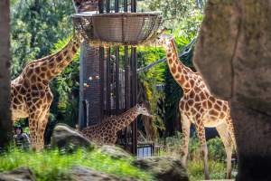 Giraffe eating hay - Captured at Melbourne Zoo, Parkville VIC Australia.
