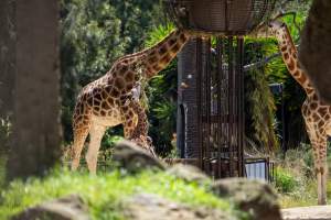 Giraffe eating hay - Captured at Melbourne Zoo, Parkville VIC Australia.