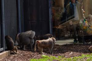 Baboon enclosure - Captured at Melbourne Zoo, Parkville VIC Australia.