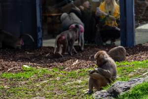 Baboon enclosure - Captured at Melbourne Zoo, Parkville VIC Australia.