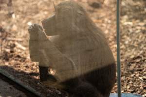 Baboon enclosure - Captured at Melbourne Zoo, Parkville VIC Australia.
