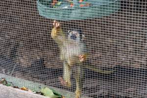 Monkey enclosure - Captured at Melbourne Zoo, Parkville VIC Australia.
