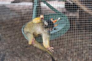 Monkey enclosure - Captured at Melbourne Zoo, Parkville VIC Australia.