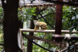 Monkey enclosure - Captured at Melbourne Zoo, Parkville VIC Australia.