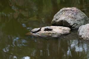 Turtles in pond - Captured at Melbourne Zoo, Parkville VIC Australia.