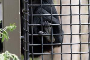 Primate enclosure - Captured at Melbourne Zoo, Parkville VIC Australia.
