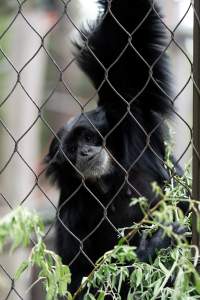 Primate enclosure - Captured at Melbourne Zoo, Parkville VIC Australia.