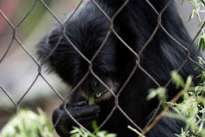 Primate enclosure - Captured at Melbourne Zoo, Parkville VIC Australia.