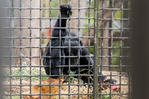 Primate enclosure - Captured at Melbourne Zoo, Parkville VIC Australia.