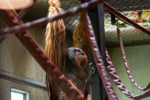Orangutan enclosure - Captured at Melbourne Zoo, Parkville VIC Australia.