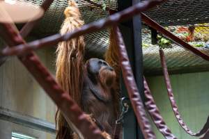 Orangutan enclosure - Captured at Melbourne Zoo, Parkville VIC Australia.
