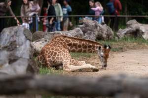 Captive giraffe - Captured at Melbourne Zoo, Parkville VIC Australia.