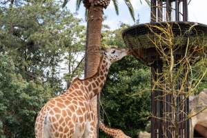 Captive giraffe - Captured at Melbourne Zoo, Parkville VIC Australia.