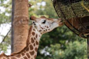 Captive giraffe - Captured at Melbourne Zoo, Parkville VIC Australia.