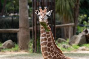 Captive giraffe - Captured at Melbourne Zoo, Parkville VIC Australia.