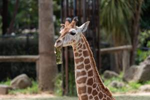 Captive giraffe - Captured at Melbourne Zoo, Parkville VIC Australia.