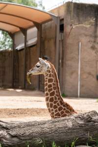 Captive giraffe - Captured at Melbourne Zoo, Parkville VIC Australia.