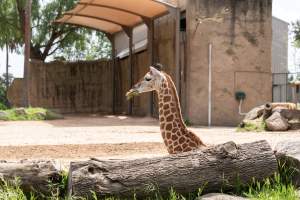 Captive giraffe - Captured at Melbourne Zoo, Parkville VIC Australia.