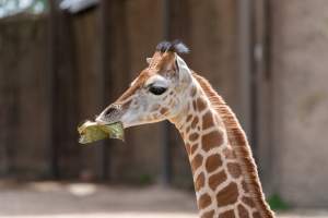 Captive giraffe - Captured at Melbourne Zoo, Parkville VIC Australia.