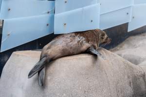 Seal on rock - Captured at Melbourne Zoo, Parkville VIC Australia.