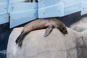 Seal on rock - Captured at Melbourne Zoo, Parkville VIC Australia.