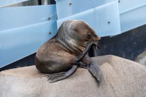 Seal on rock - Captured at Melbourne Zoo, Parkville VIC Australia.