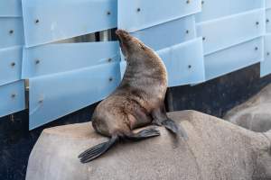Seal on rock - Captured at Melbourne Zoo, Parkville VIC Australia.