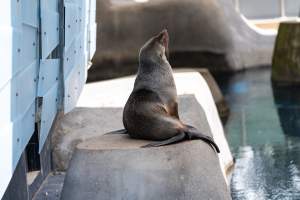 Seal on rock - Captured at Melbourne Zoo, Parkville VIC Australia.